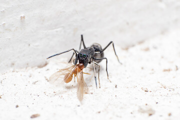 beautiful macro closeup shots of insects