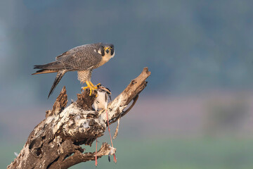 Perigrine falcon on black winged stilt kill