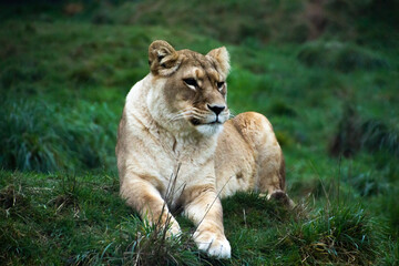 Lioness in grass