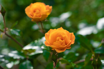 Beautiful orange roses in a park