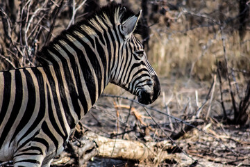 
Zebra in real Life in South Africa