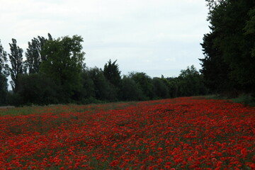 Champ de coquelicots