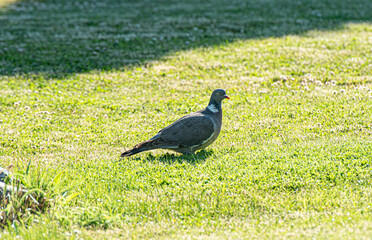 pigeon on the grass