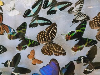 The butterfly model comes in a variety of colors on the white wall.