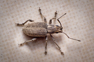 beautiful macro closeup shots of insects