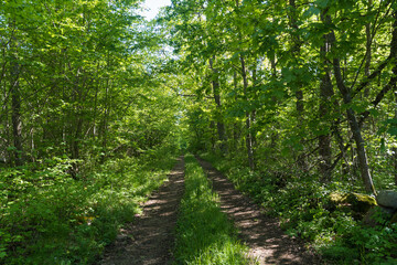 Country road straight into the lush greenery