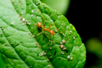 beautiful macro closeup shots of insects