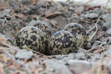 eggs of red-wattled lapwing