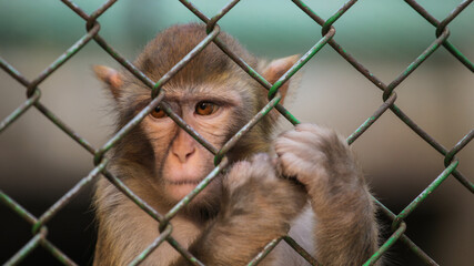The confused monkey in the iron net © fan