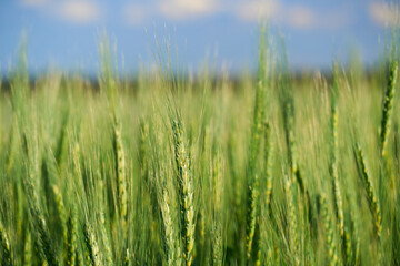 green wheat field on blue sky background