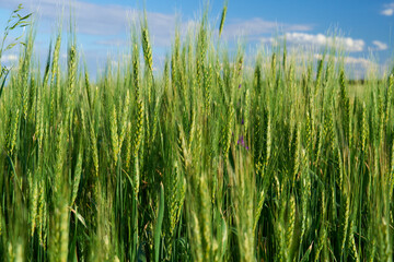 green wheat field on blue sky background