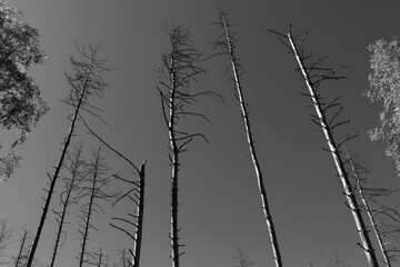 Black and white photo of dead trees