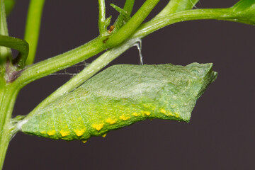 Crisálida de mariposa Macaón (Papilio machaon).