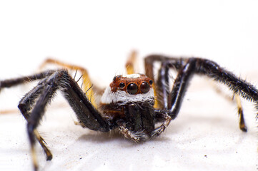 beautiful macro closeup shots of insects
