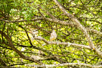Kestrel catching worms on a lawn in County Donegal - Ireland.