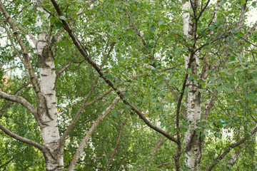Beautiful birch trees with white birch bark in birch grove with green birch leaves in summer