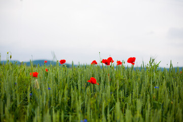 red poppy field