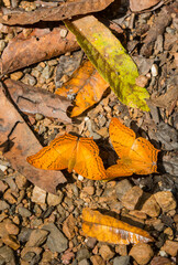 THAILAND PHETBURI KAENG KRACHAN NATIONAL PARK