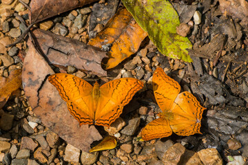 THAILAND PHETBURI KAENG KRACHAN NATIONAL PARK