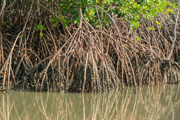 THAILAND PHETBURI MANGROVE FOREST