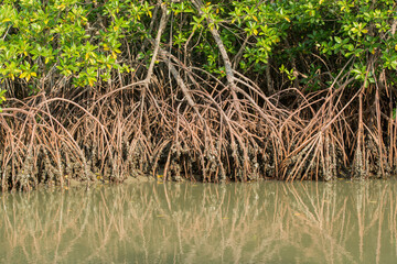 THAILAND PHETBURI MANGROVE FOREST