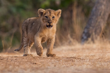 Asiatic lion club