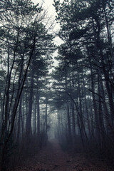 Fototapeta na wymiar misty morning in the forest 