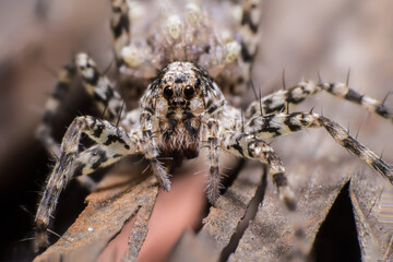 beautiful macro closeup shots of insects