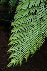 Levada Faja do Rodrigues