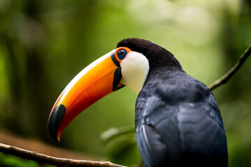 Brasilianischer Tukan mit großem orangenem Schnabel