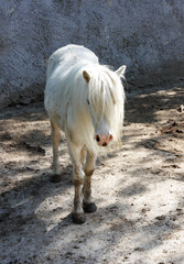 white pony on the farm