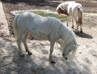 white pony in the farm