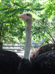 portrait of ostrich in zoo 