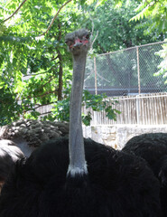 portrait of ostrich in zoo 