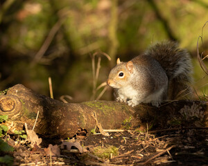 Grey squirrel (Sciurus carolinensis) sitting on a mossy log on ground, Spring Autumn season. Blurred green background