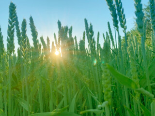 blurred photo of green ripening ears of wheat on the field in the sunset light of the sun, concept of future harvest, bread production, agricultural sector of the country's economy