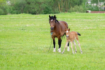 A bay horse with a foal in a field on a grazing.