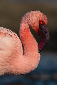 Lesser flamingo potrait