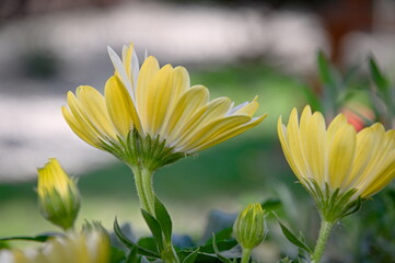 Margaretki kwiaty ogrodowe © Sawomir