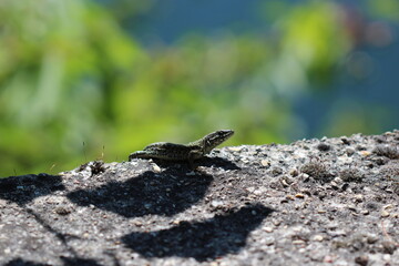 Lézard des murailles