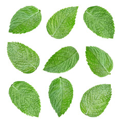 Composition of many fresh mint leaves. Collection mint leaves Clipping Path isolated on white background. Professional studio macro shooting
