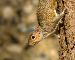Closeup of inquistive grey squirrel (sciurus carolinensis) climbing down pine tree trunk