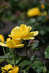 黄色のバラ