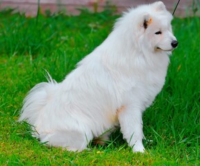 Dog breed Samoyed or Samoyed dog, Samoyed husky, Samoyed Spitz