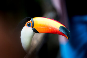 Brasilianischer Tukan mit großem orangenem Schnabel und blauen Augen