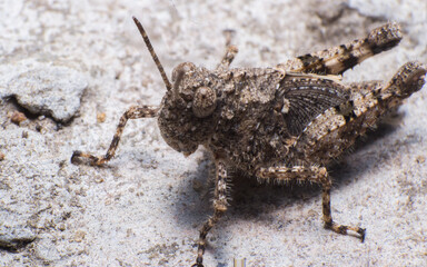 beautiful macro closeup shots of insects