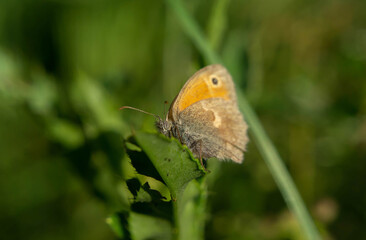 Hyponephele lupina on a plant on a warm summer day