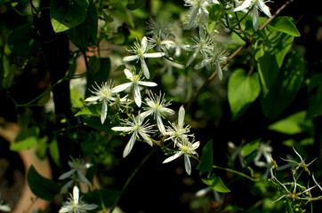 Pretty gardenia flower (gardenia jasminoides) blooming Premium Photo. White Gardenia Blooming. Green leaves pattern background, Natural background and wallpaper.