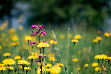 Wildflowers. Field dandelion in the grass. Bright colors of nature. Summer.