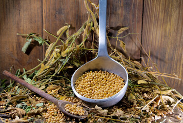 Soy in an aluminum shell along with a wooden spoon in the woody background.